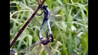 2024年8月6日 2 two dragonflies mating 交尾 [upl. by Borman835]