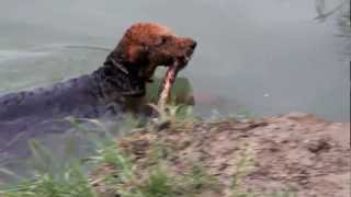 Airedale Terrier schwimmt [upl. by Yendis555]