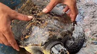 Remove barnacles from seaturtle  rescue itremovebarnacles [upl. by Rundgren335]