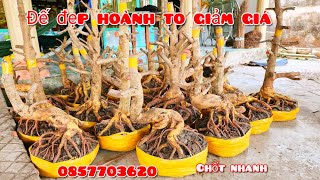 Phôi mai giảo bonsai đẹp hoành to giảm giá 205 0857703620chịVân MaivàngThanhTâm [upl. by Yajet]