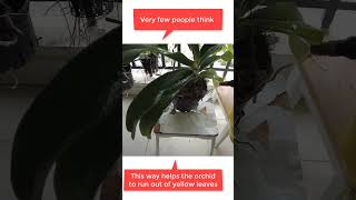 Reasons For Rhynchostylis Orchid Leaves Turning Yellow at base and How To Fix This [upl. by Silenay121]