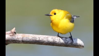 Swamp Candles The Prothonotary Warblers of Illinois [upl. by Fi]