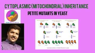 Cytoplasmic Inheritance or Mitochondrial Inheritance Petite Mutants in Yeast [upl. by Annil]