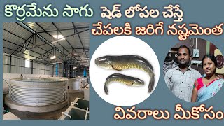 murrel fish farming details in shelter 9493243217 [upl. by Pollux]