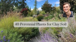 40 Perennial Plants for CLAY Soil in the Garden [upl. by Alenas298]