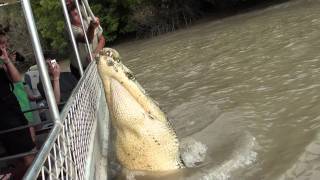 Jumping crocodile pt 1 Adelaide River 15711 [upl. by Pessa859]