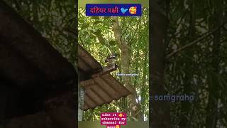 Dahiyar pakshi 🐦🥰birdwatching birdslover youtubeshorts BibidhaSamgraha [upl. by Lawler]