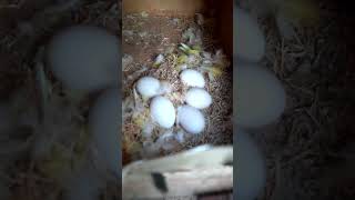 Maray love birds k 5 🥚 daikhn cute sy shortsvideo ytshorts viralvideo birds [upl. by Licha422]