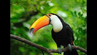 TOCO TOUCAN ♦ Beautiful Rainforest Birds [upl. by Wurster]