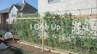 Mittleider Gardening I Give Up I Quit Its Over [upl. by Whetstone]