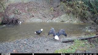 Bald Eagles Enjoy Salmon Sashimi by the Creek [upl. by Ihcego708]