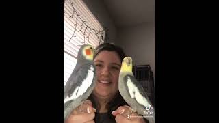 🐦🎵 Funny Cockatiel Videos [upl. by Esaertal]