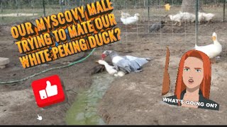 Epic Showdown Male Muscovy vs White Peking Duck  Battle of the Ducks [upl. by Alma]