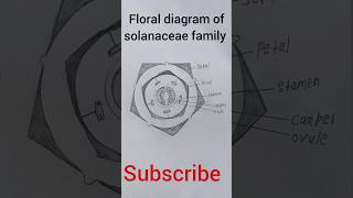 Floral diagram of solanaceae family easy pratical youtubeshorts [upl. by Schenck]