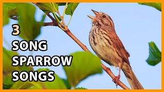 3 Song Sparrow Songs [upl. by Aniretac]