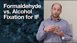 Formaldehyde vs alcohol fixation for immunofluorescence IF  CST Tech Tips [upl. by Anrak]