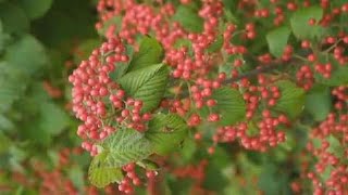 Planting Tips  How to Plant a Viburnum [upl. by Barrada]