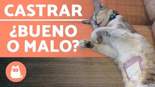 CASTRAR GATOS 🐱✂️ Edad Ventajas y Desventajas [upl. by Ddat341]