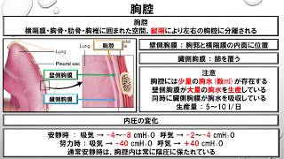 胸腔の機能解剖学に関する知識 ～No 5 三学会合同呼吸療法認定試験対策 シリーズ～ [upl. by Malinde]