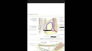 SPACES AND CANALS OF THE ISCHIOANAL FOSSA [upl. by Bennett]