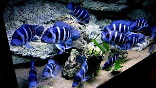 Top 5 Luxury Frontosa Cichlid Tank Setup  Blue Zaire Frontosa Aquarium [upl. by Countess925]