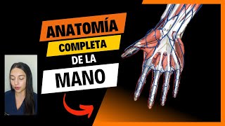 Anatomía de MANO [upl. by Halpern]