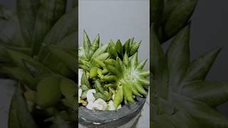 Sansevieria CH 17045 update on growth snakeplantcare houseplants plants planttherapy [upl. by Joelie]