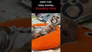 monkey max is so handsomemonkey funnyanimal Short [upl. by Aem345]