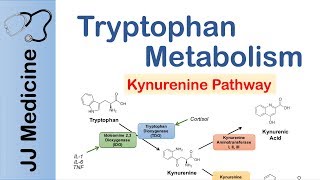 Tryptophan Metabolism Degradation and the Kynurenine Pathway [upl. by Ateekal51]