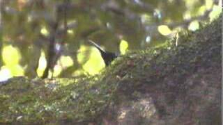 Paradise Riflebird Ptiloris paradiseus [upl. by Anitsugua]