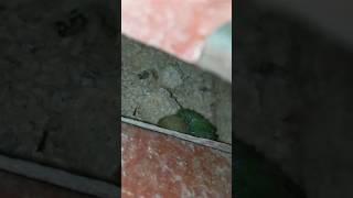 Green fisher breeding progressbirds parrot lovebirds viralvideo short [upl. by Peatroy350]