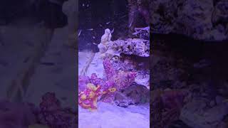 Feeding the Frogfish fish frogfish aquarium saltwaterfishtank saltwateraquarium fishtank tank [upl. by Lissi311]