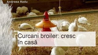 Curcani broiler curcani broiler în creștere acasă [upl. by Yeltihw262]