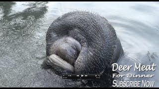 manatee drinking water from a hose [upl. by Bambi]