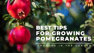 HOW to PLANT and GROW POMEGRANATES plus WHEN to HARVEST HOW to EAT and what to do about BUGS [upl. by Eneres]