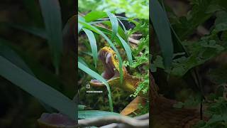 Acomodando Colmillos Atheris squamigera shorts shortvideo shortsvideo short [upl. by Nnaycart]