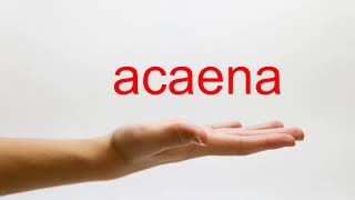 How to Pronounce acaena  American English [upl. by Gabler167]