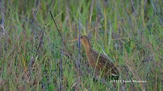 Ridgeways Rail  Vocalization [upl. by Porche]