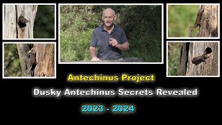 Dusky Antechinus Secrets Revealed [upl. by Xever]