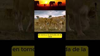 Manada de Leones VS Jabalíes Verrugosos ¿Quién Ganara [upl. by Isabel]