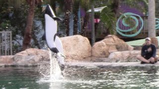 Commersons Dolphin Training Session  Aquatica Orlando  March 7 2022 [upl. by Rossing366]