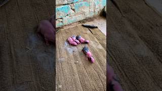 Rabbit ne baby Diyarabbit rabbitbaby minizoo shorts shortsfeed minivlog [upl. by Lemieux]