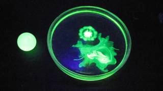 Uranium glass uranyl nitrate fluorescein and black light lamp ultraviolet light [upl. by Htnnek]