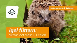 ❗️ 🦔 Igel füttern 3 gefährliche Fehler [upl. by Nadoj157]