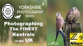 Yorkshire Photography Hides  The Finest Kestrels in the UK [upl. by Ioves]