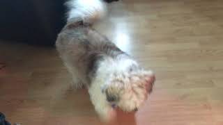 My Dog ShihTzu Sneezes Adorably [upl. by Aerdna982]