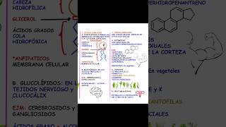 LÍPIDOS🥓  Biología biology lipidos educación shorts [upl. by Tewfik]