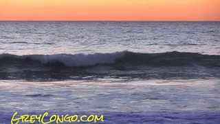 Dolphins Swimming in Ocean San Diego Dolphin Orca Mission Beach Sunset [upl. by Larred]