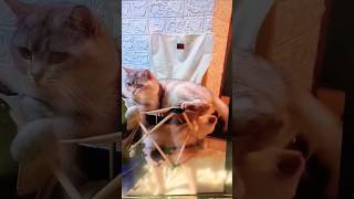 funny dog cat love animal animals funnyvideo new short shortvideo [upl. by Airekal84]