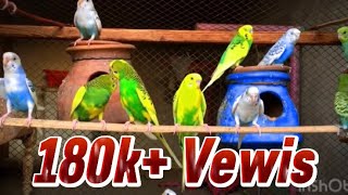 July 4 2023 Parrots singing beautiful birds voice beautiful budgies birds sounds [upl. by Gerianne]